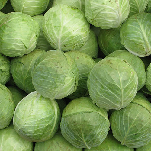 Cabbage